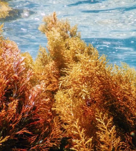 Sea moss