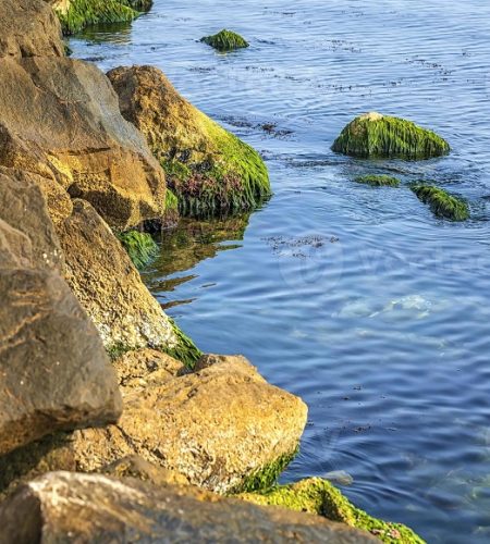 sea moss image